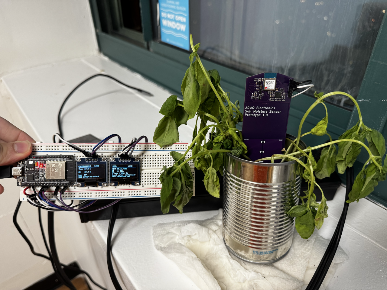 Purple soil sensor PCB in a basil plant, beside the breadboard ESP32 bridge and its two OLED displays
